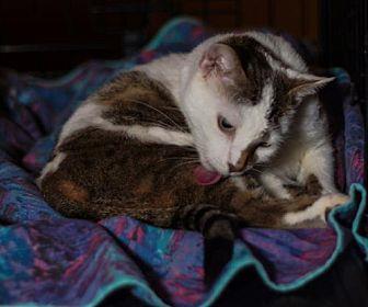 Vanni (adult (20099122)